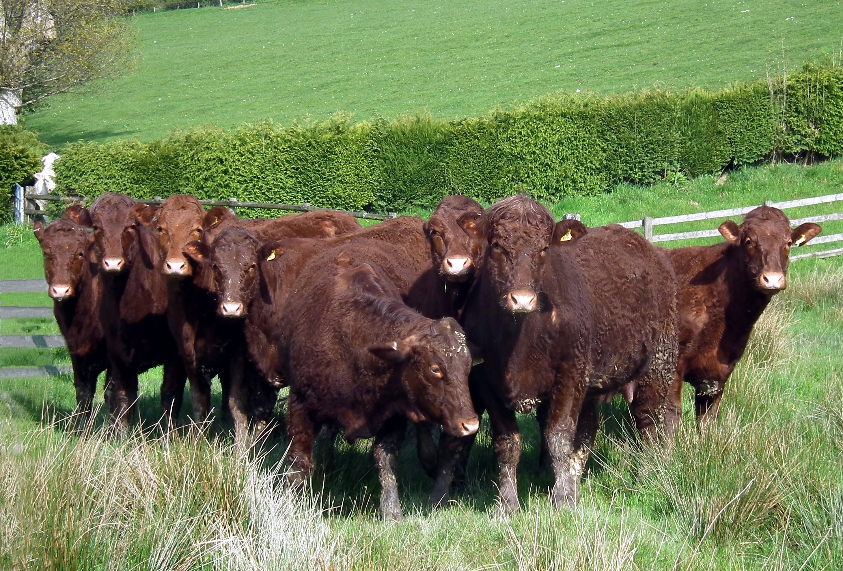 CURIOUS COWS Bill Bagley Photography